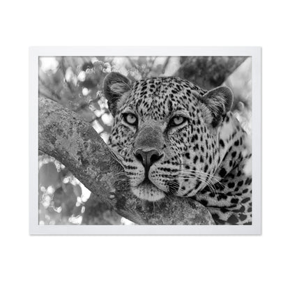 Pensive Leopard