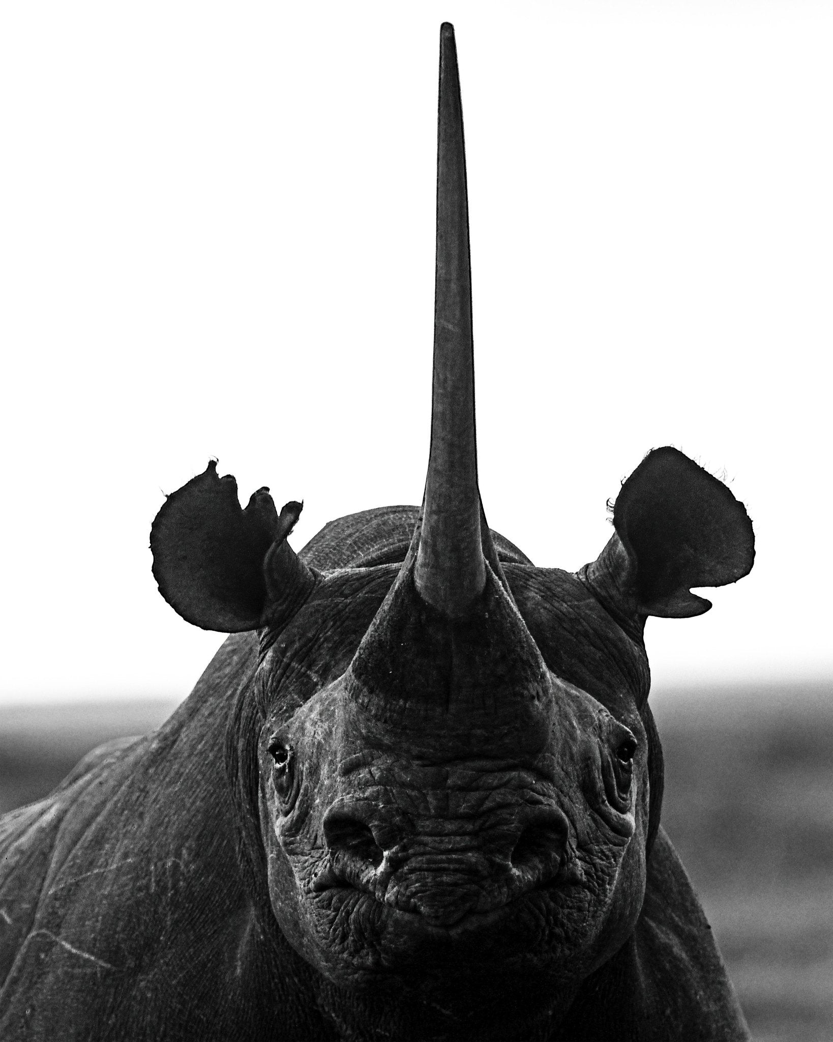 Rhino Up Close And Personal