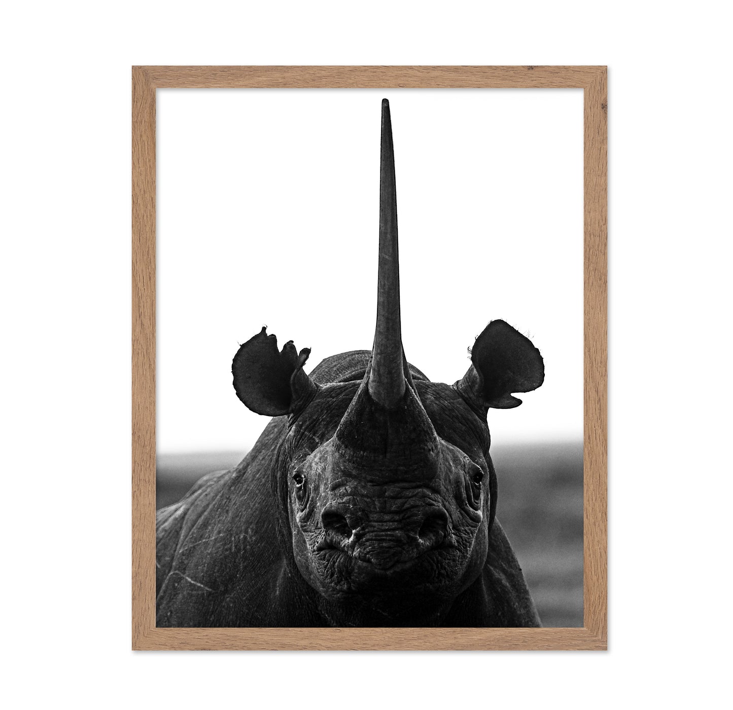 Rhino Up Close And Personal