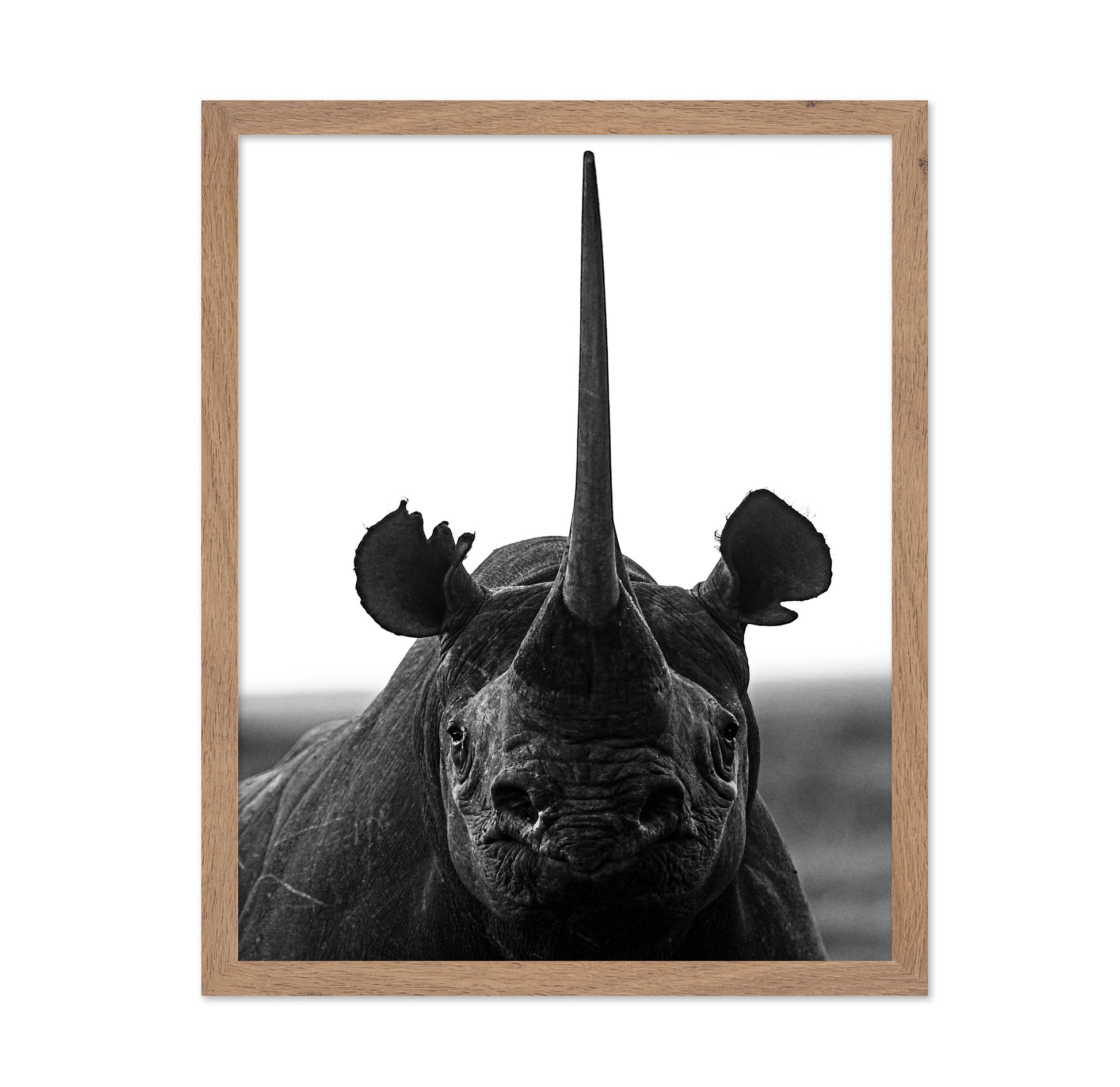 Rhino Up Close And Personal