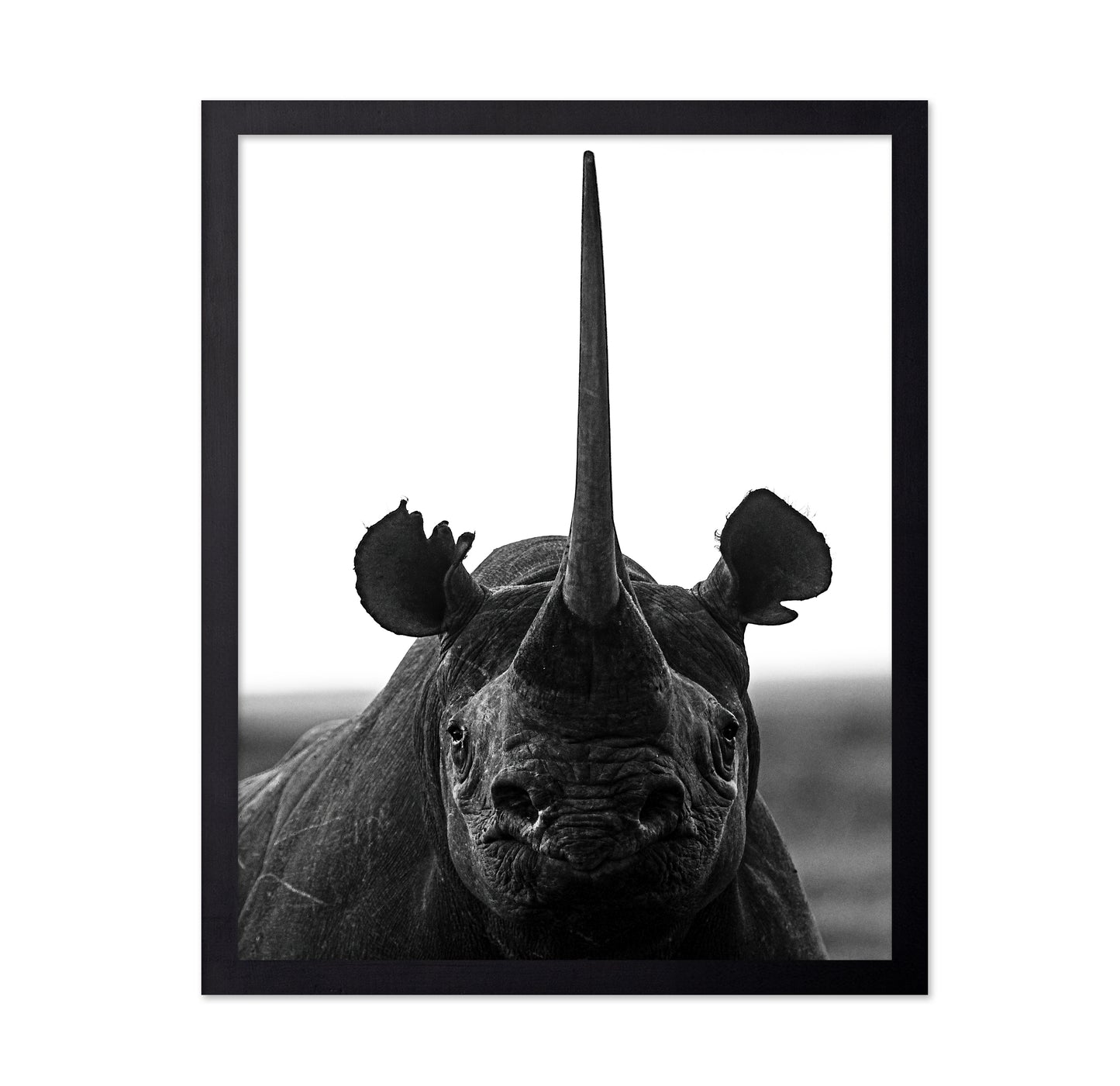 Rhino Up Close And Personal