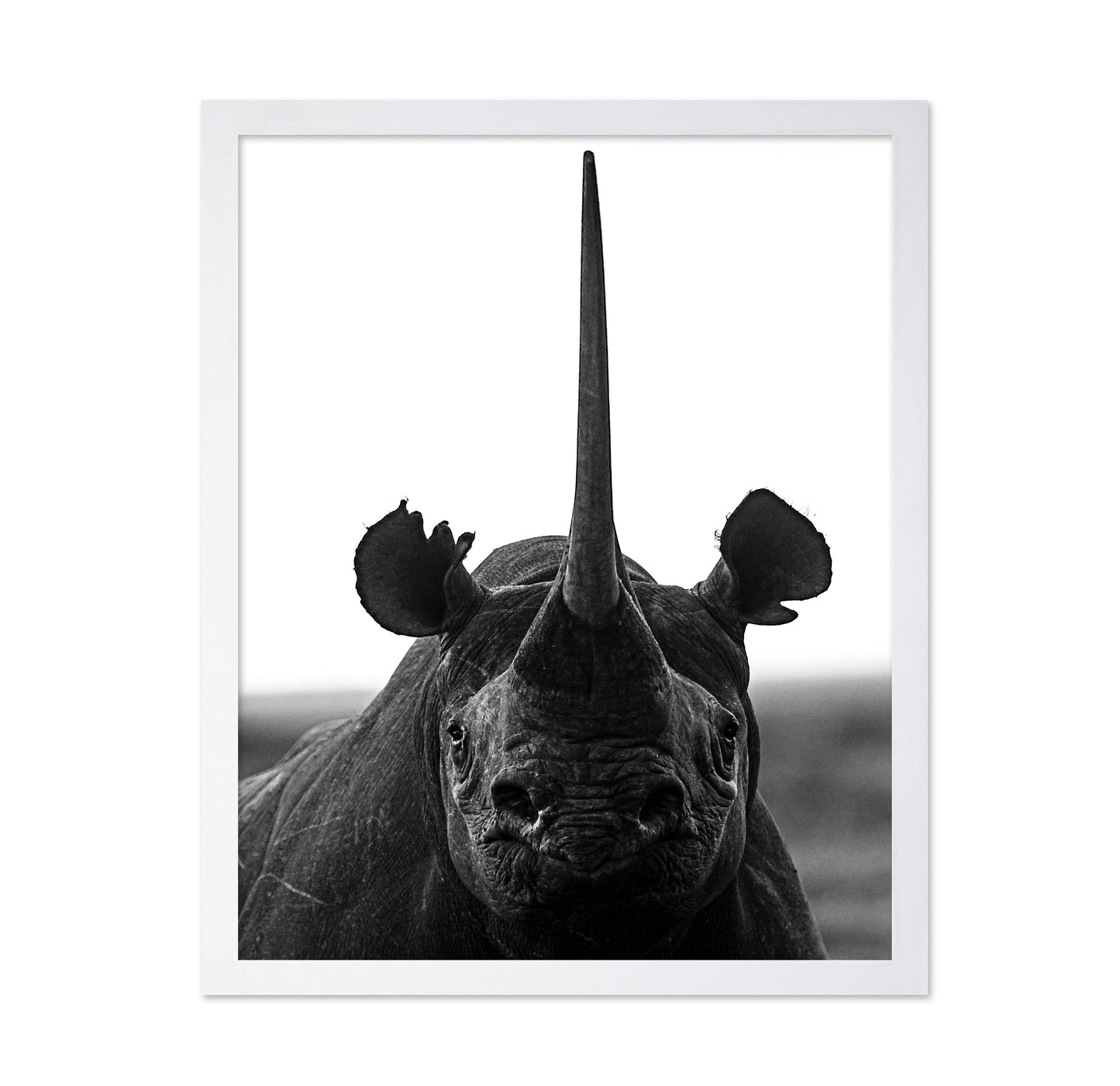 Rhino Up Close And Personal