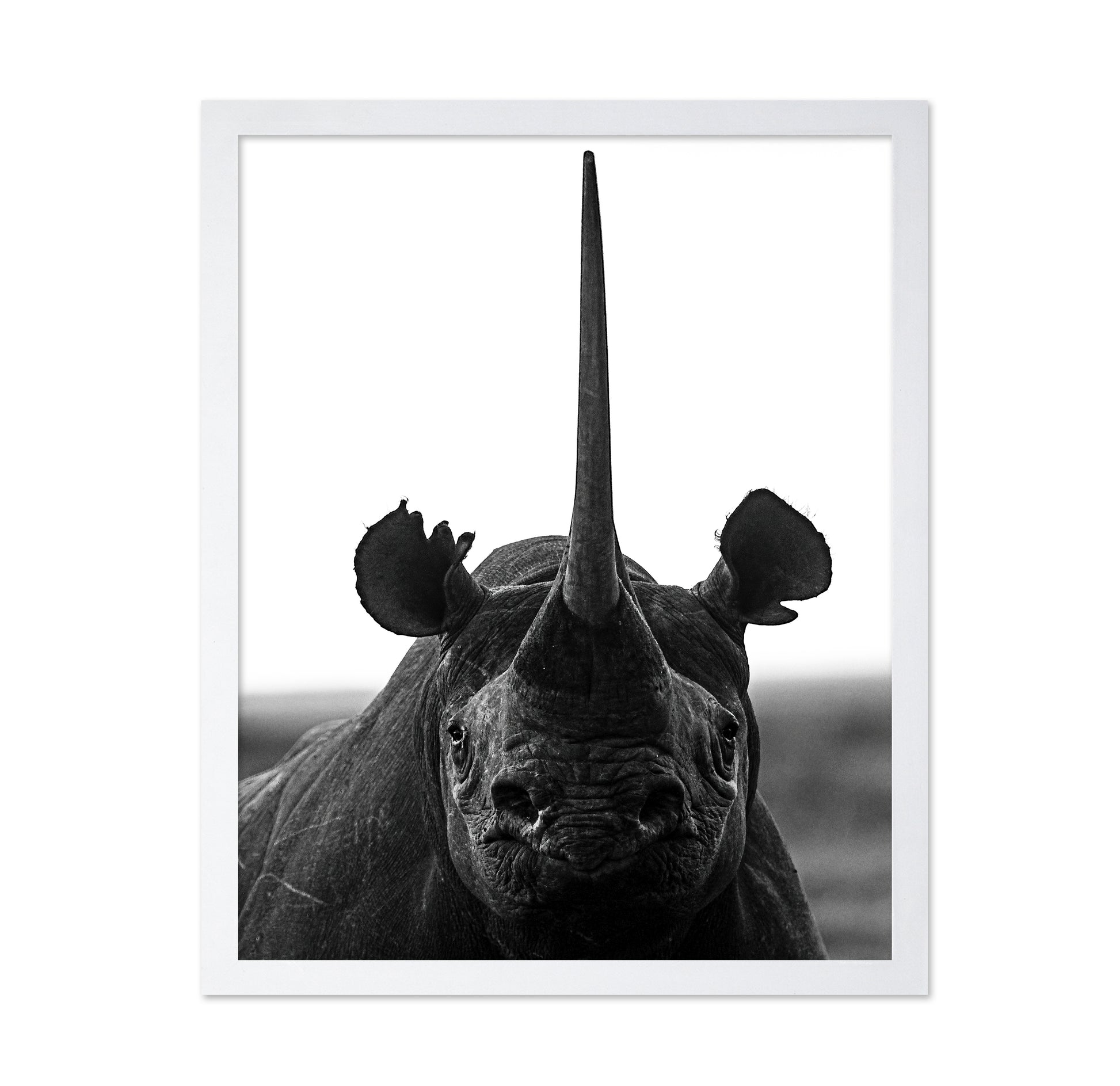Rhino Up Close And Personal