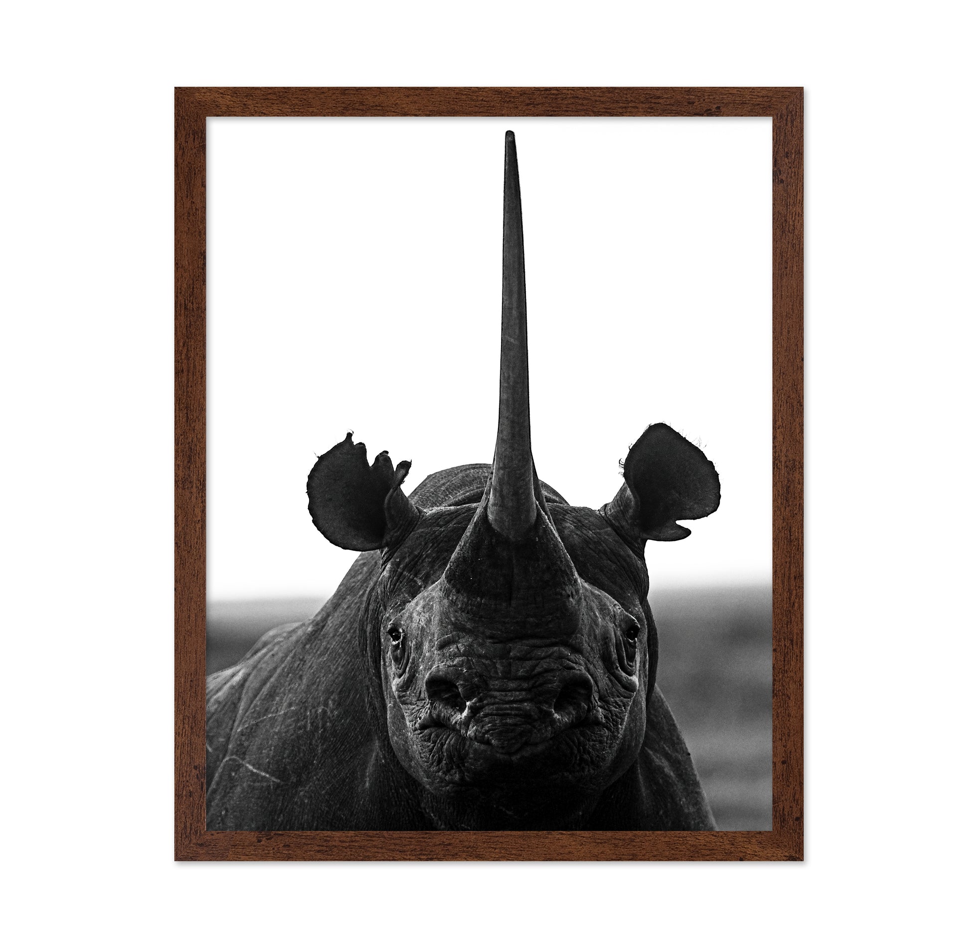 Rhino Up Close And Personal