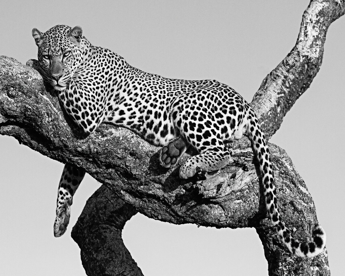 Leopard Hanging Out