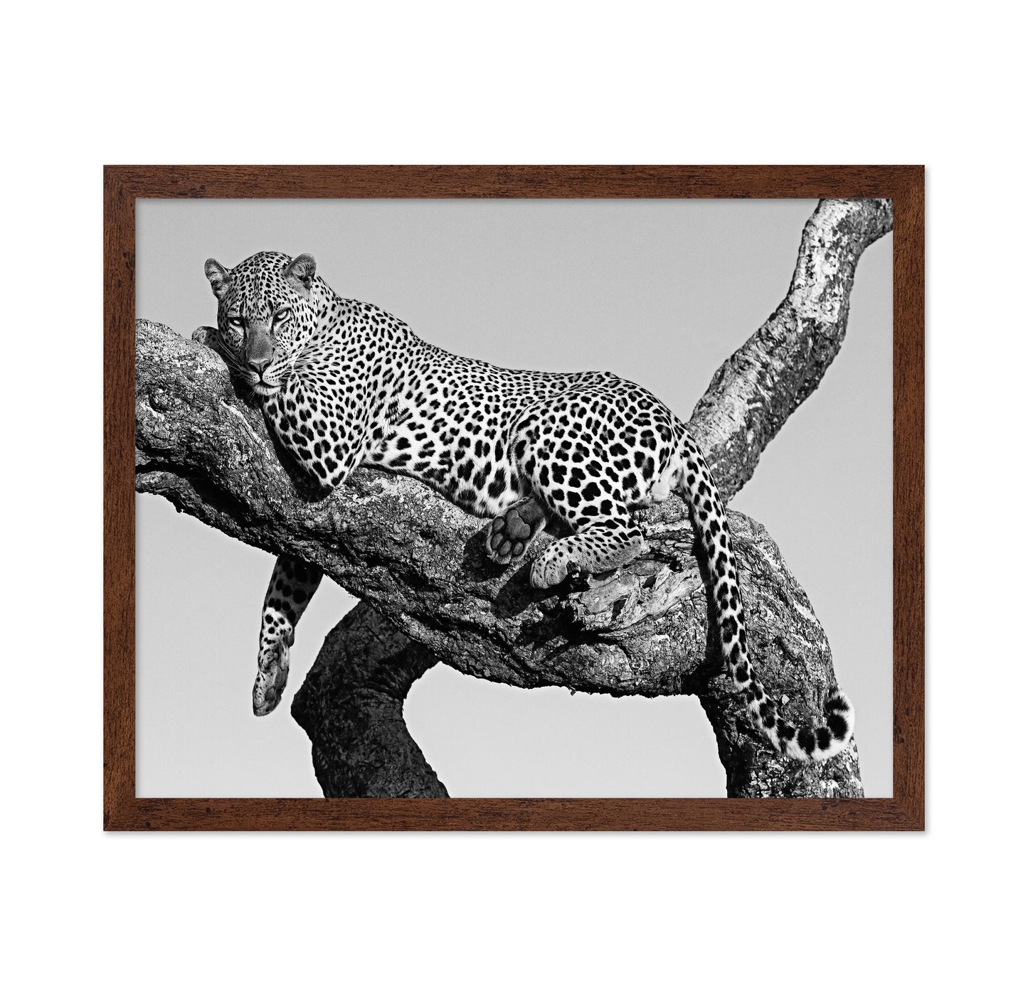 Leopard Hanging Out