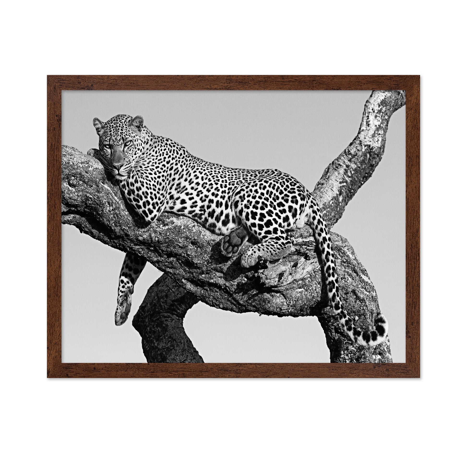 Leopard Hanging Out