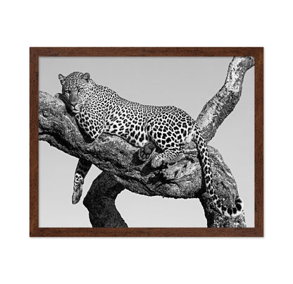 Leopard Hanging Out