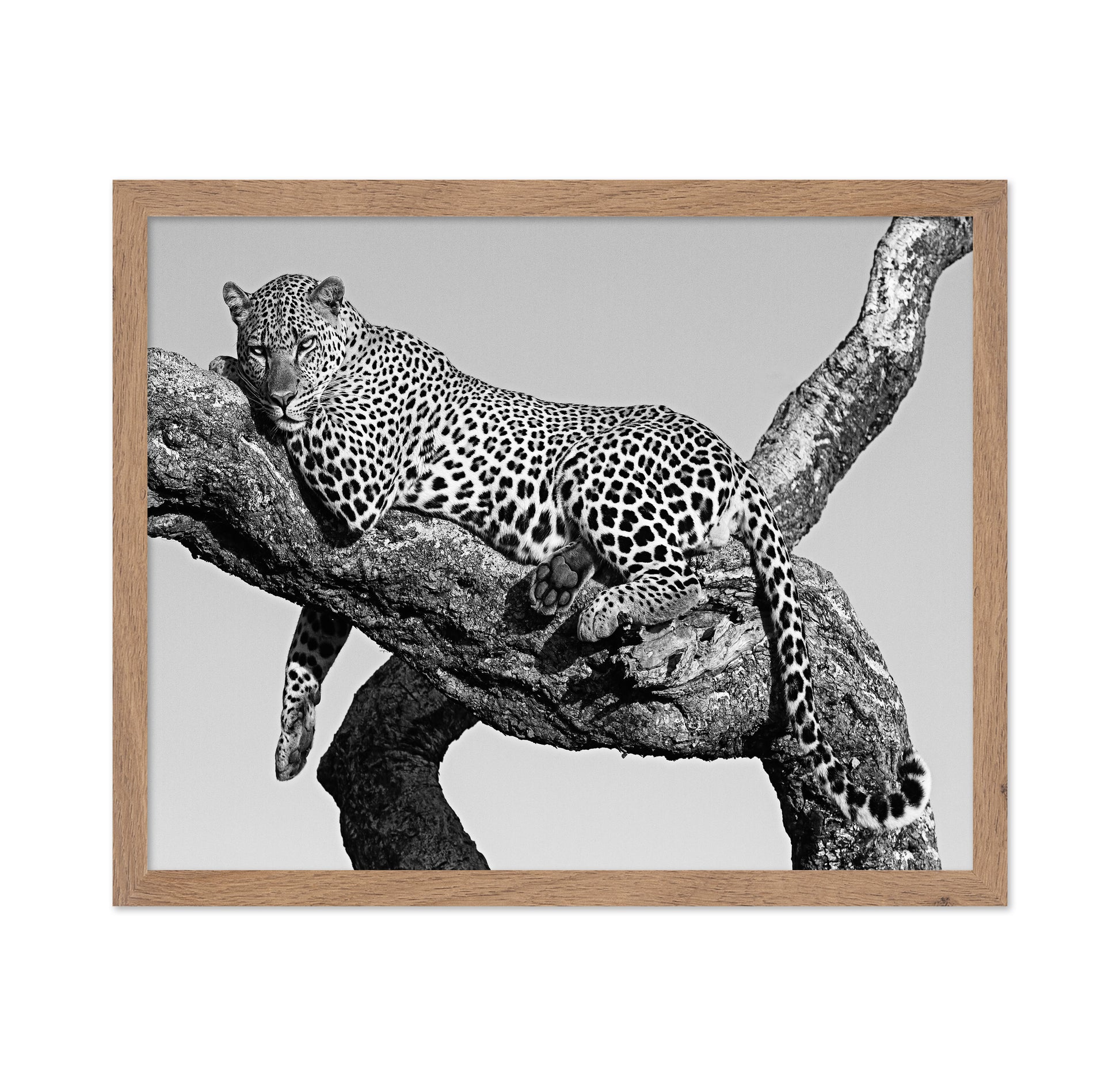 Leopard Hanging Out