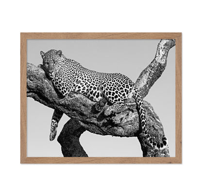 Leopard Hanging Out