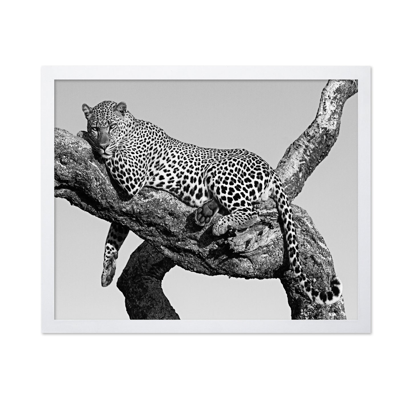 Leopard Hanging Out