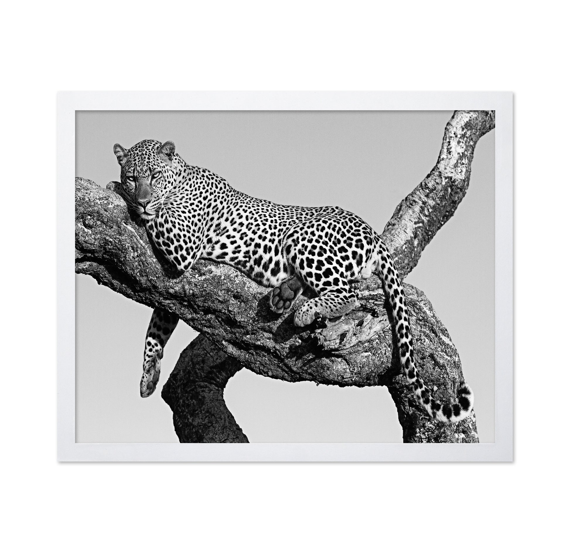 Leopard Hanging Out