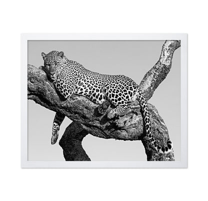 Leopard Hanging Out