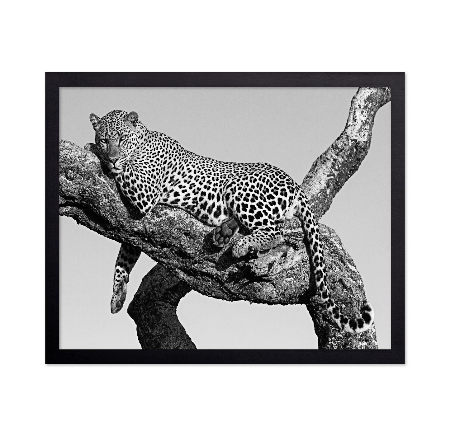 Leopard Hanging Out