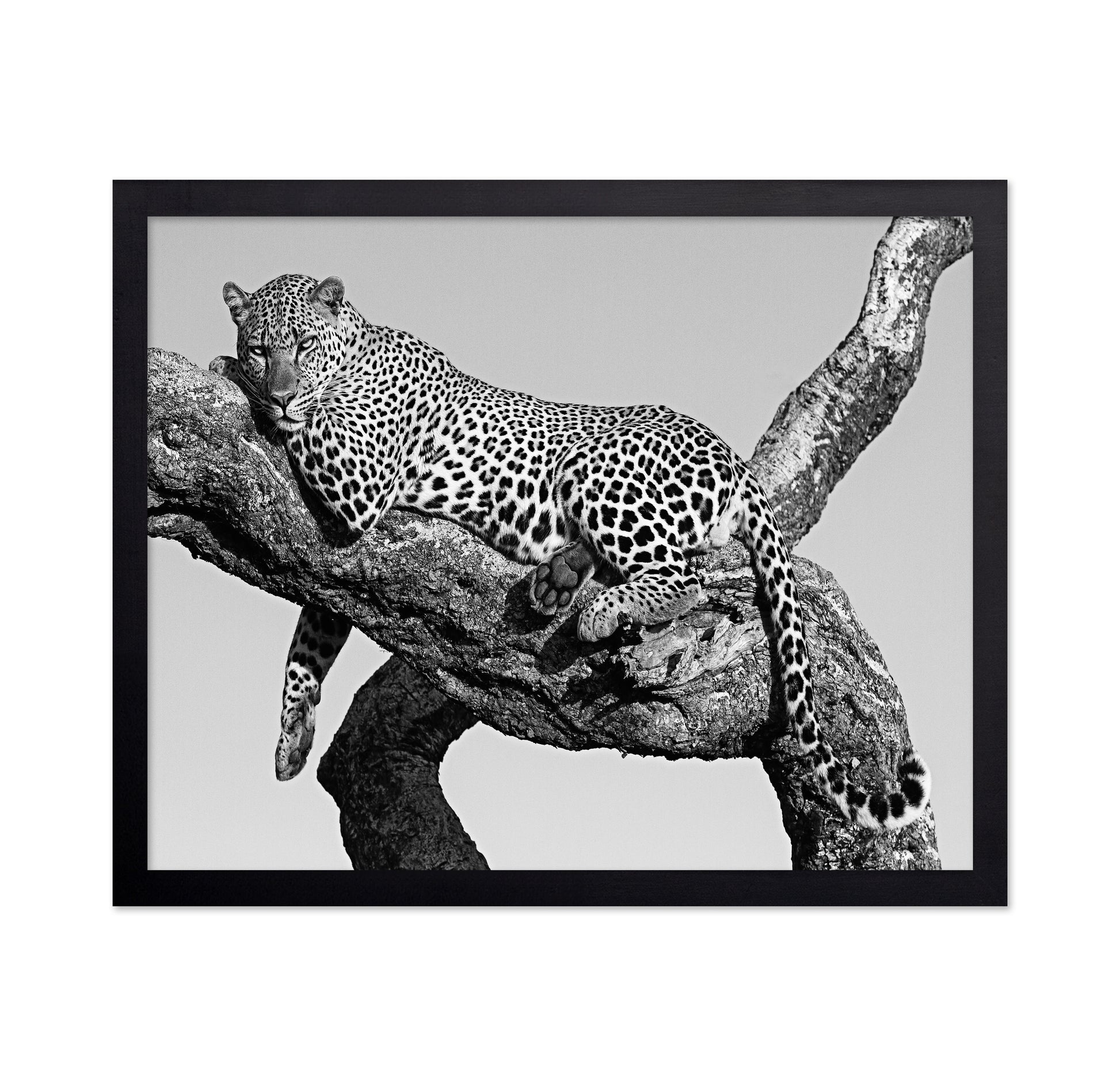 Leopard Hanging Out