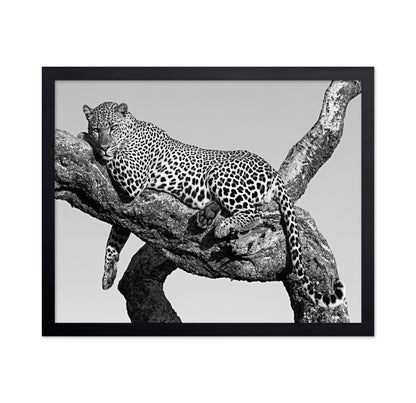Leopard Hanging Out