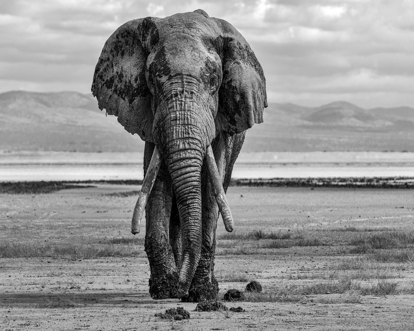Elephant On A Mission