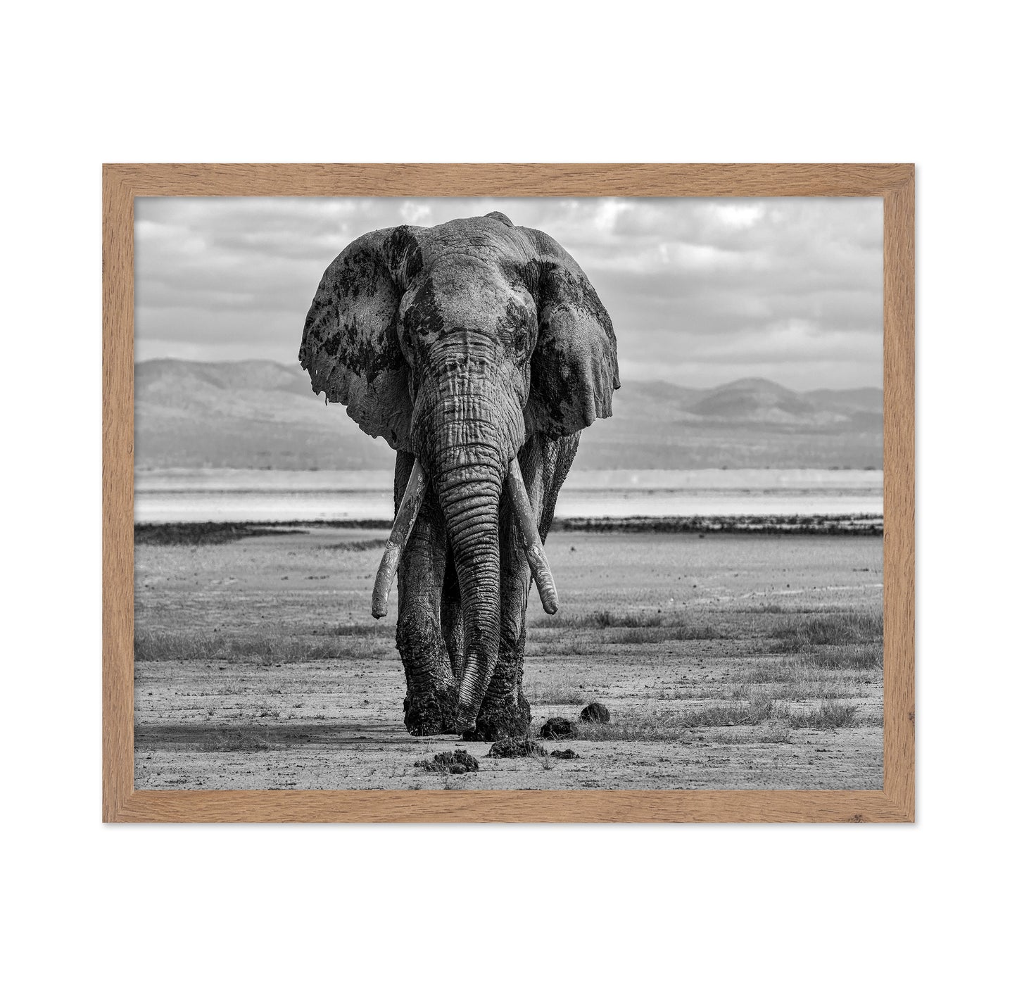 Elephant On A Mission