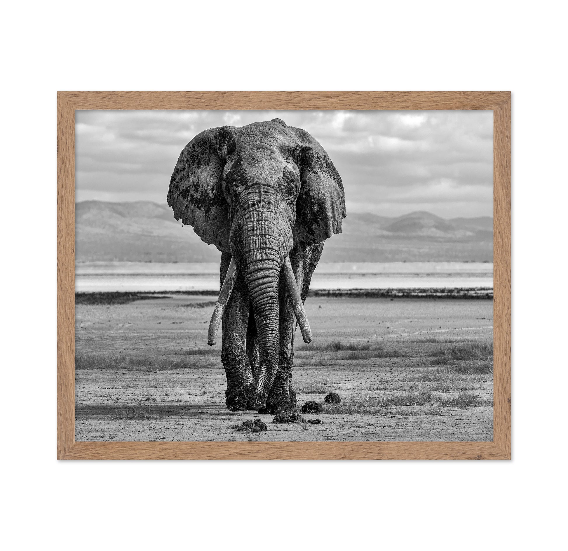 Elephant On A Mission
