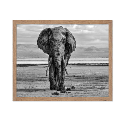 Elephant On A Mission