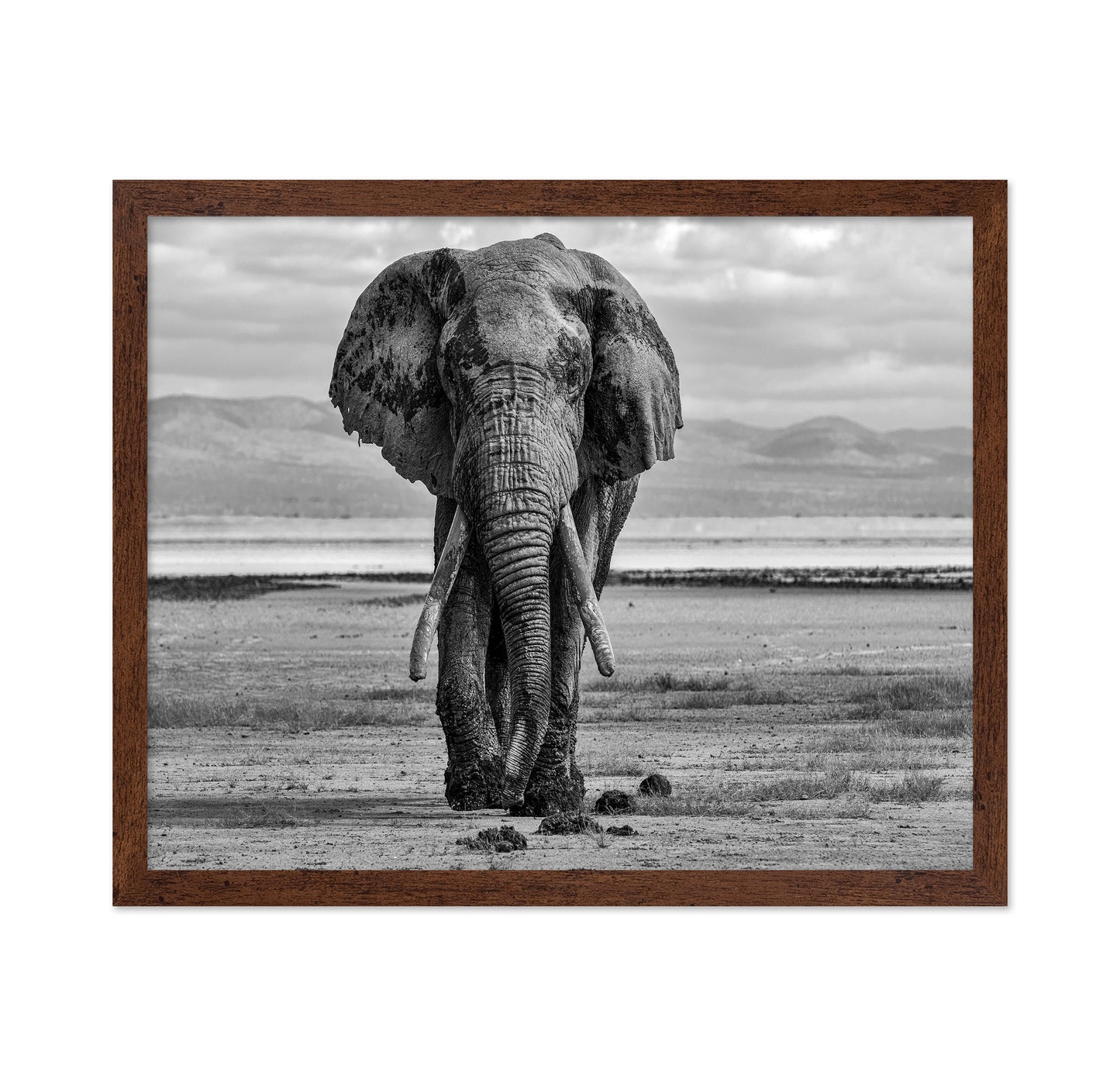 Elephant On A Mission