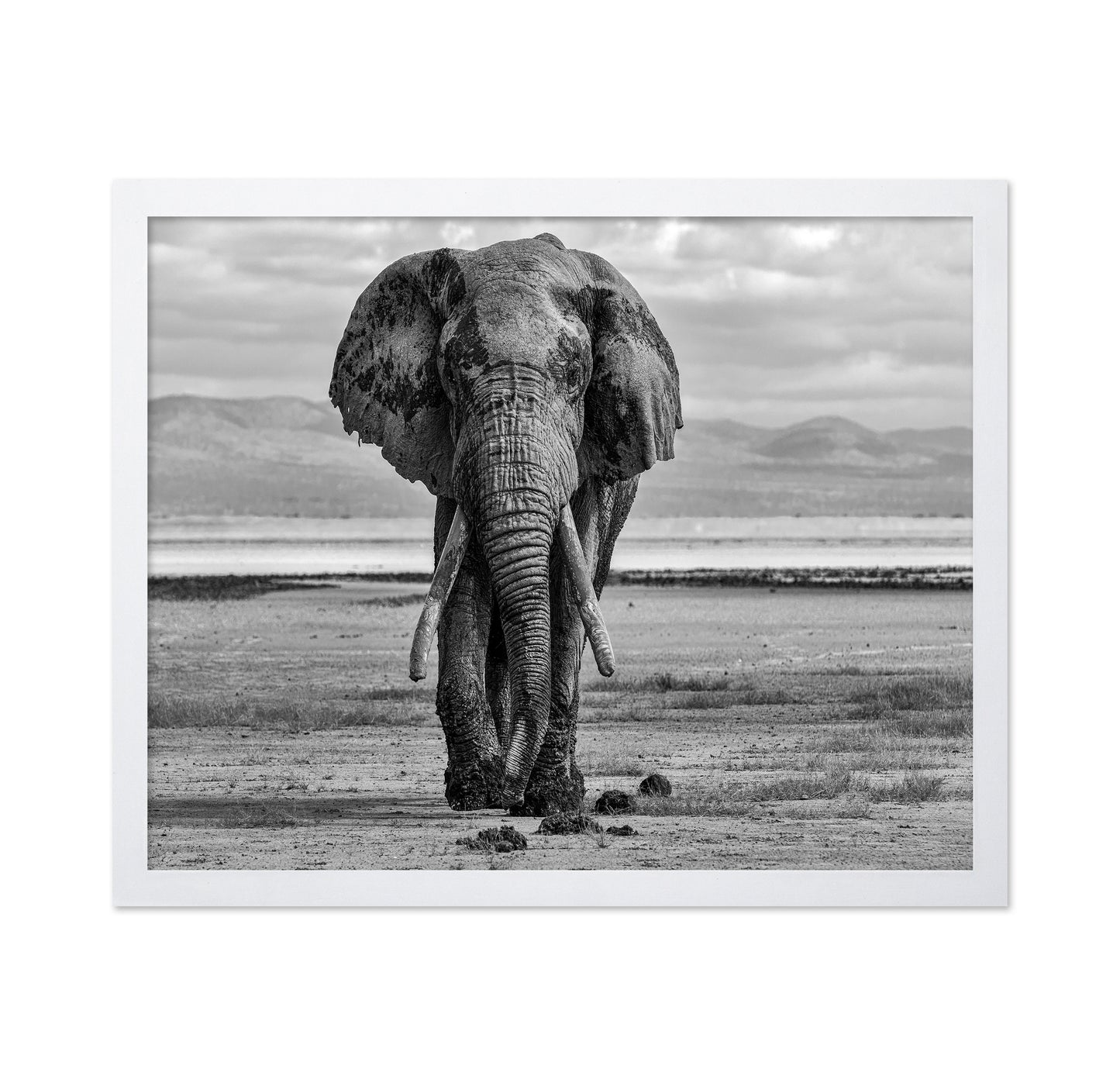 Elephant On A Mission