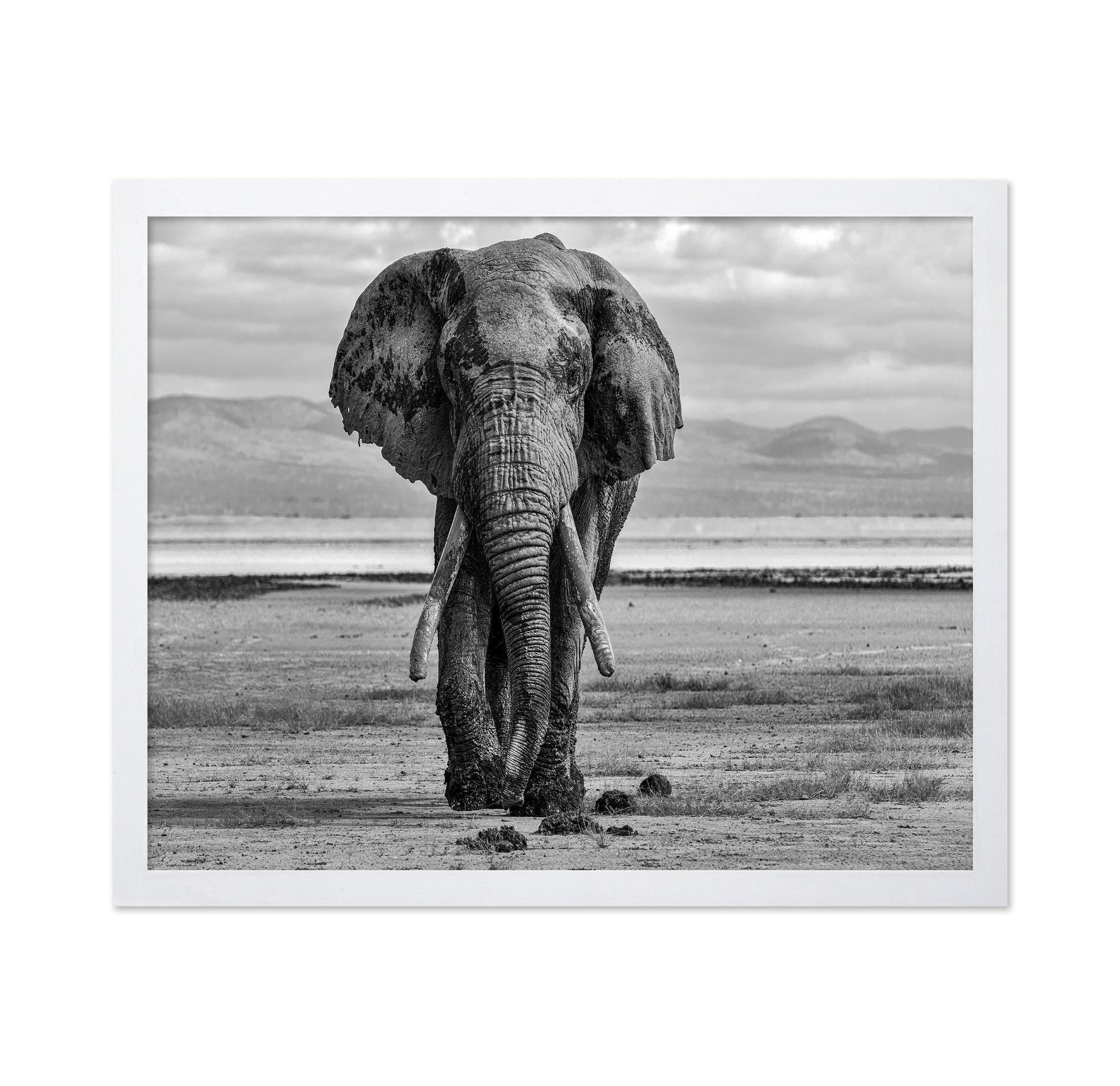 Elephant On A Mission