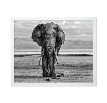 Elephant On A Mission
