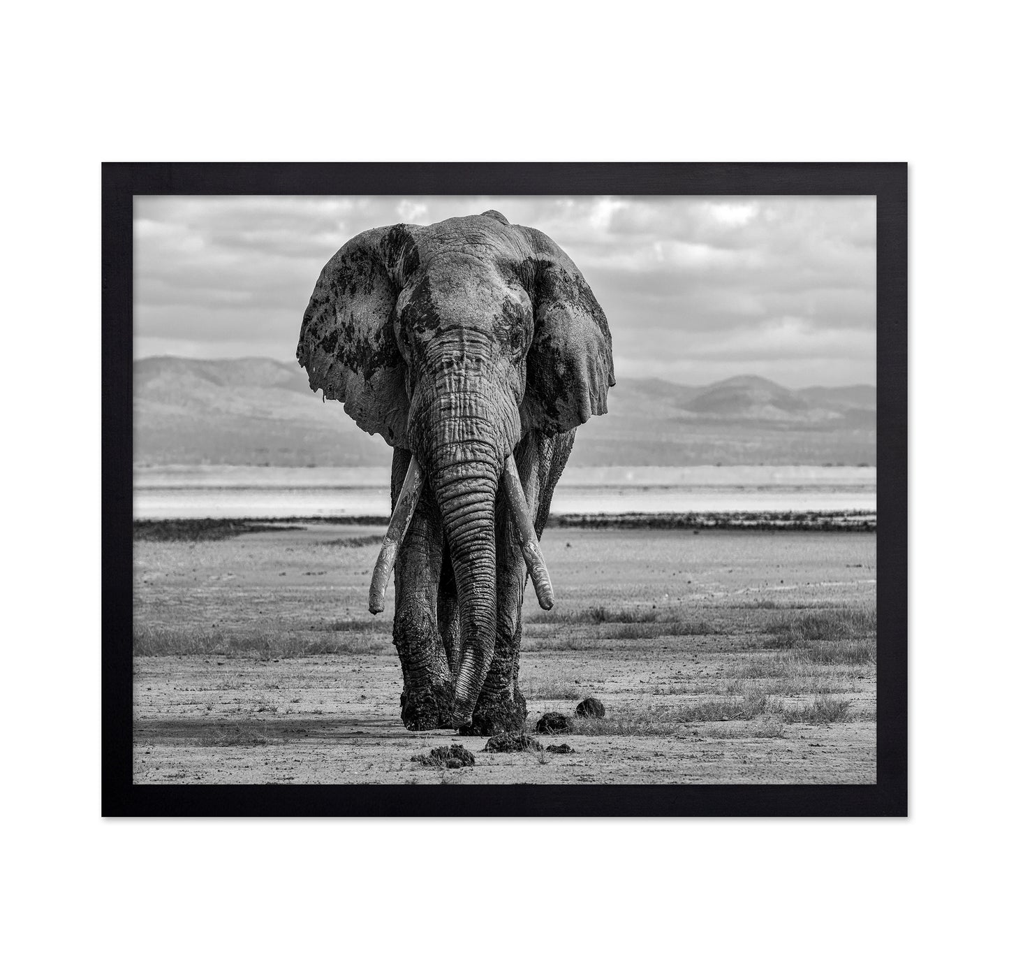 Elephant On A Mission