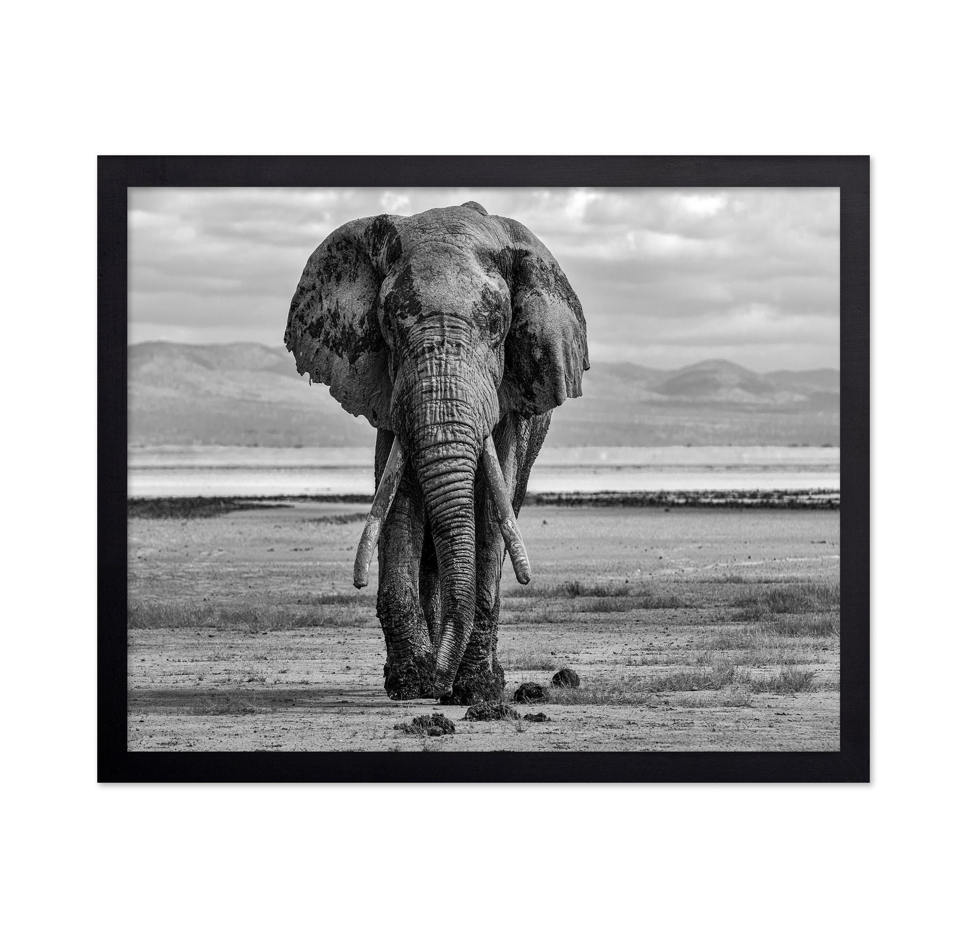 Elephant On A Mission