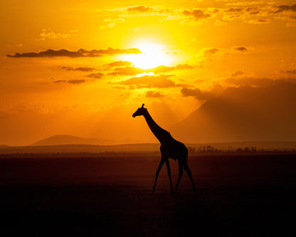 Gracious Giraffe At Sunset