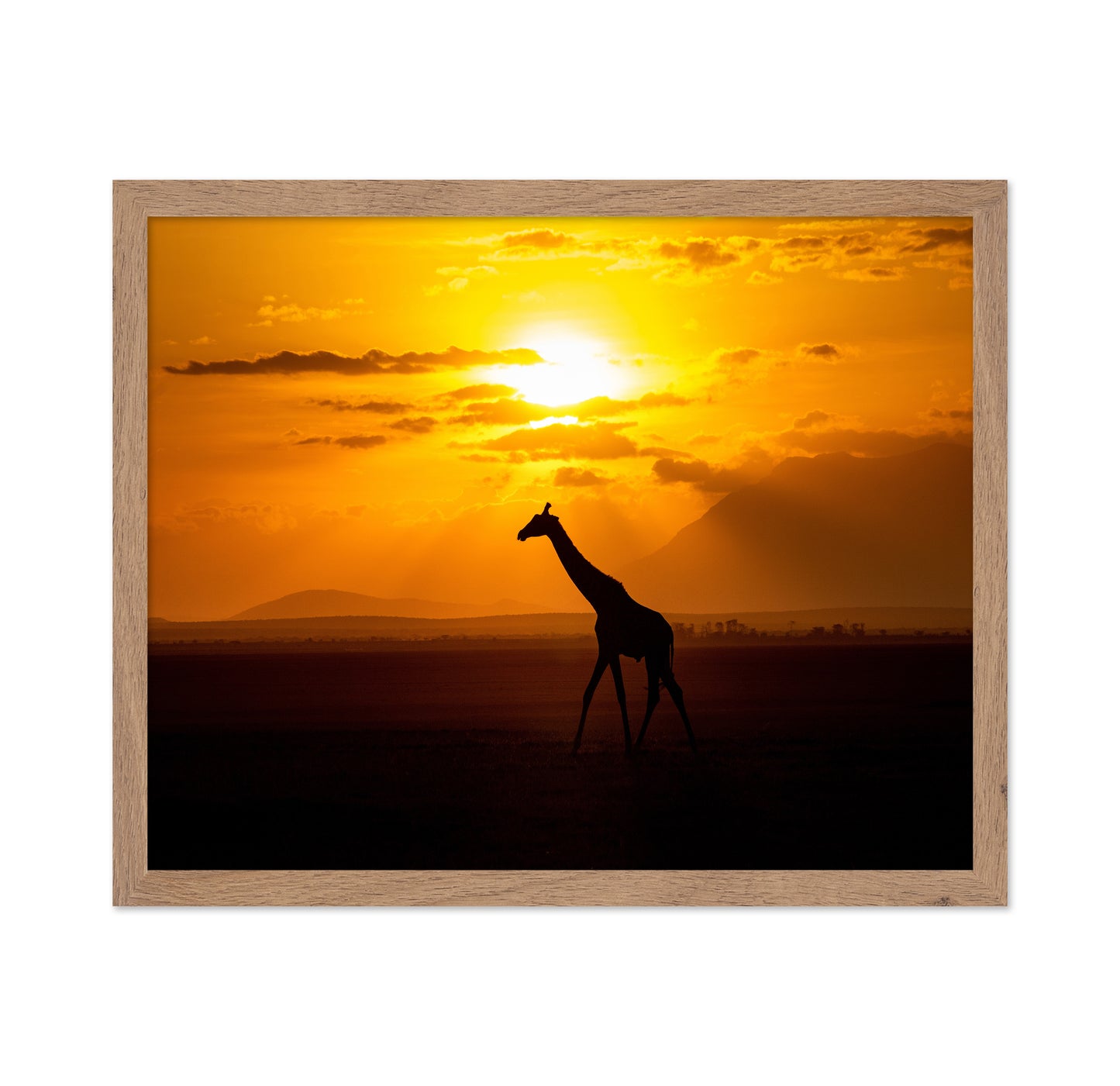 Gracious Giraffe At Sunset