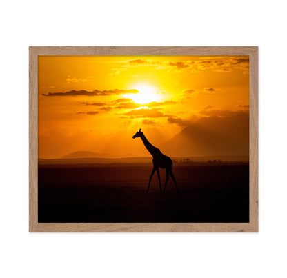 Gracious Giraffe At Sunset