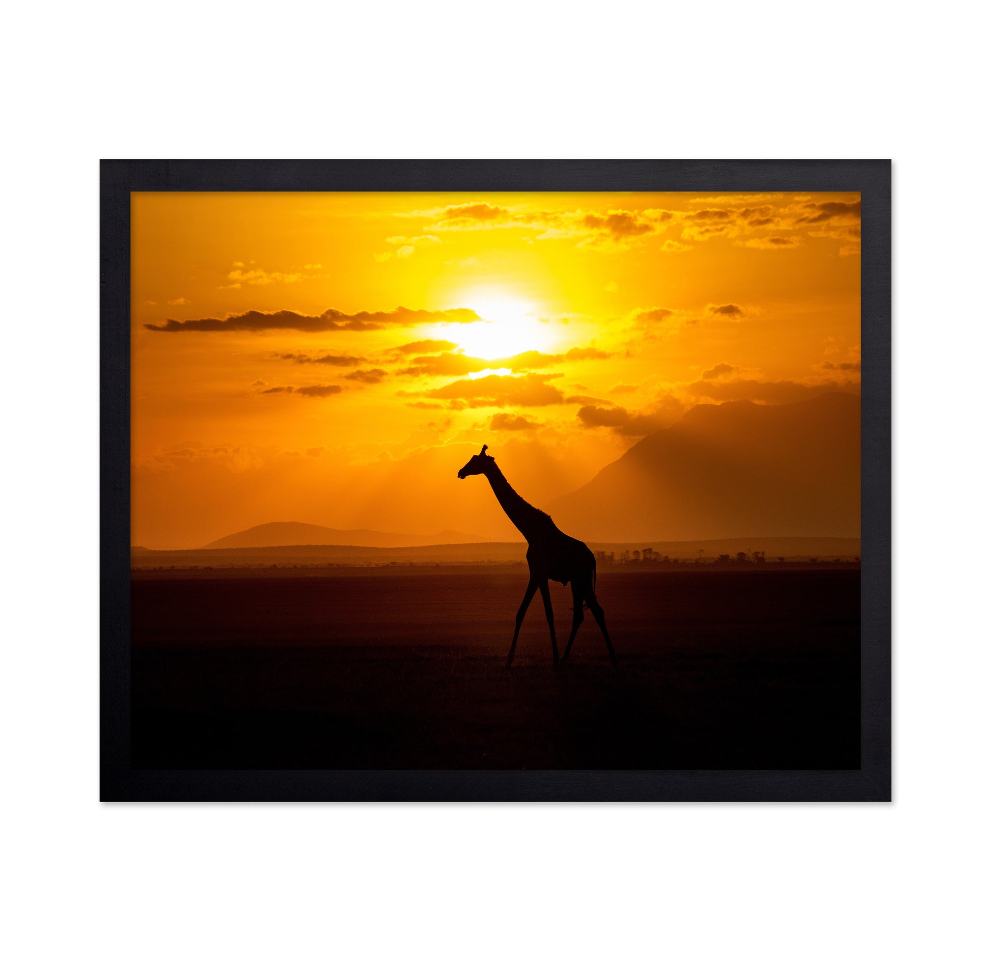 Gracious Giraffe At Sunset