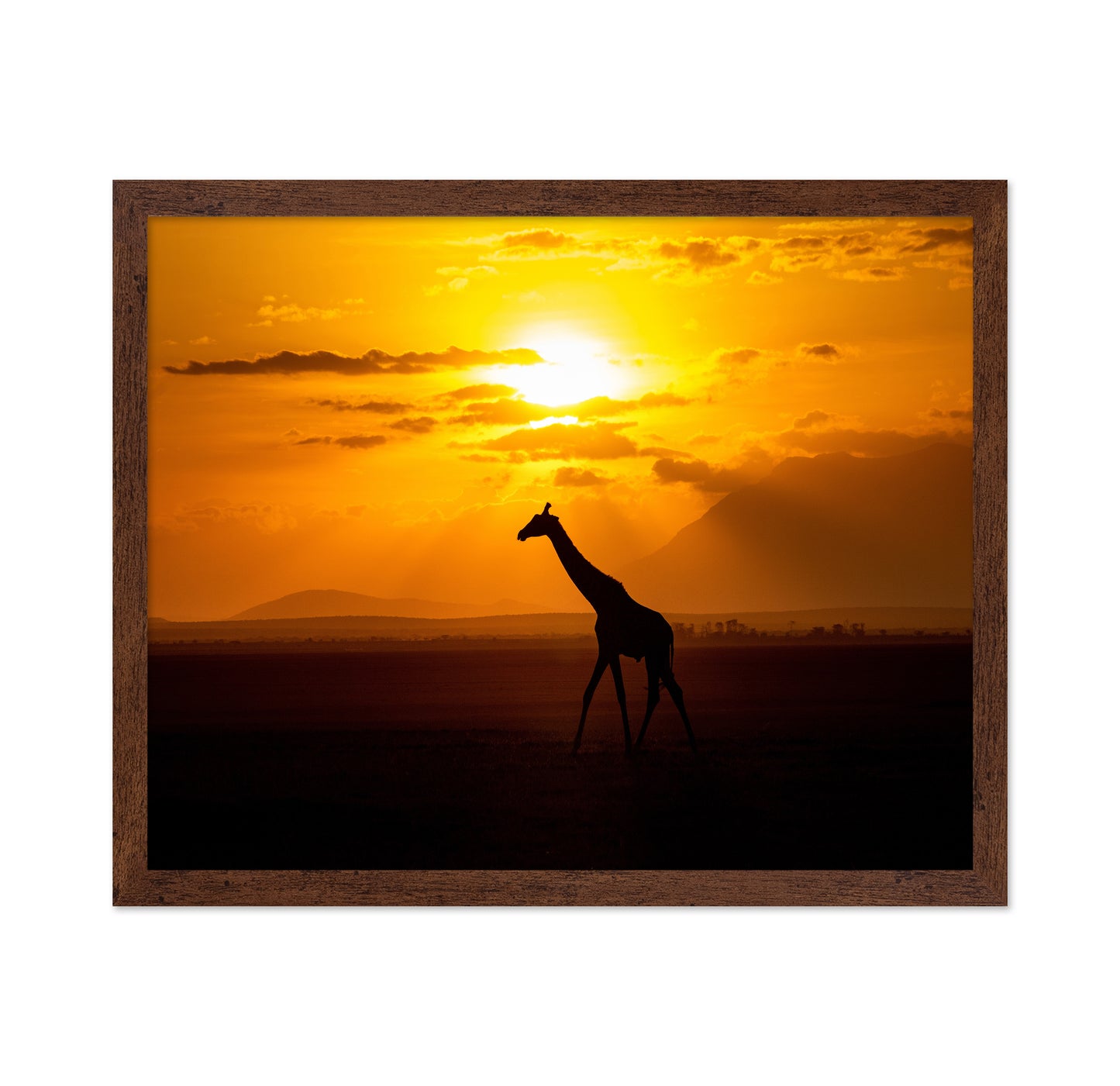 Gracious Giraffe At Sunset