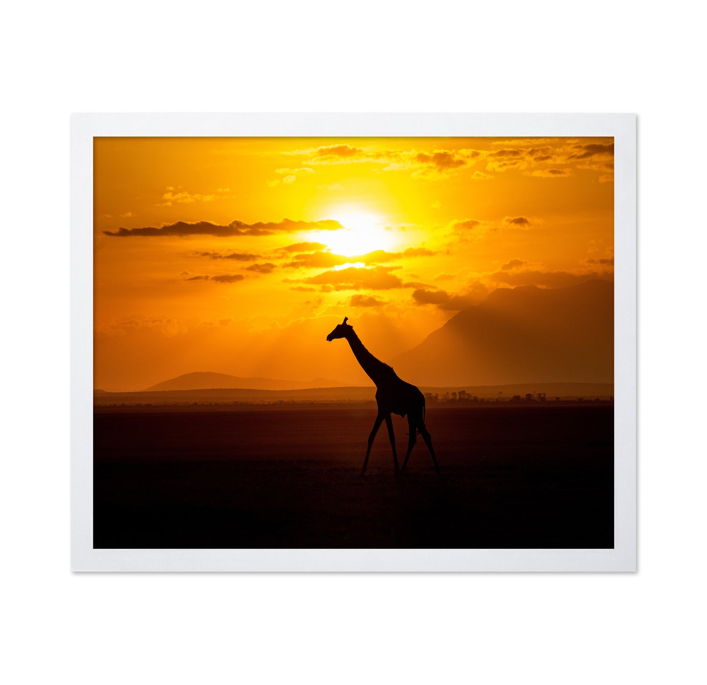 Gracious Giraffe At Sunset