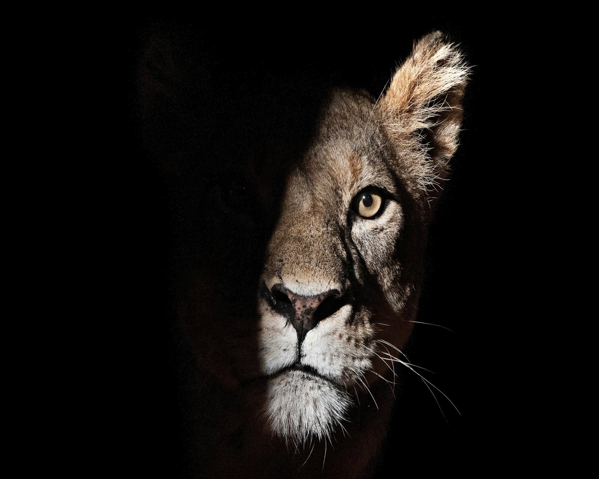 Lioness Coming Out Of The Darkness