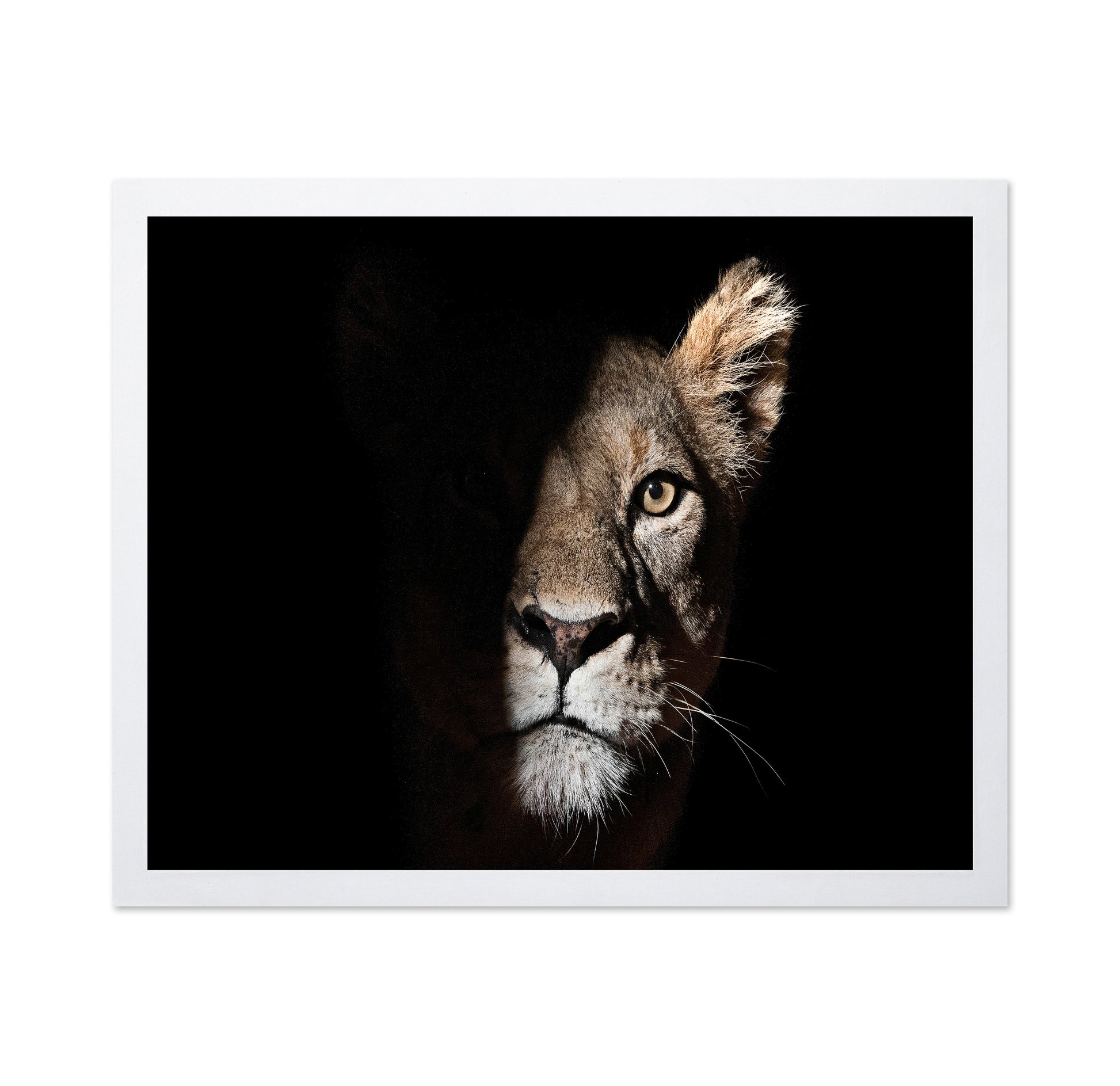 Lioness Coming Out Of The Darkness