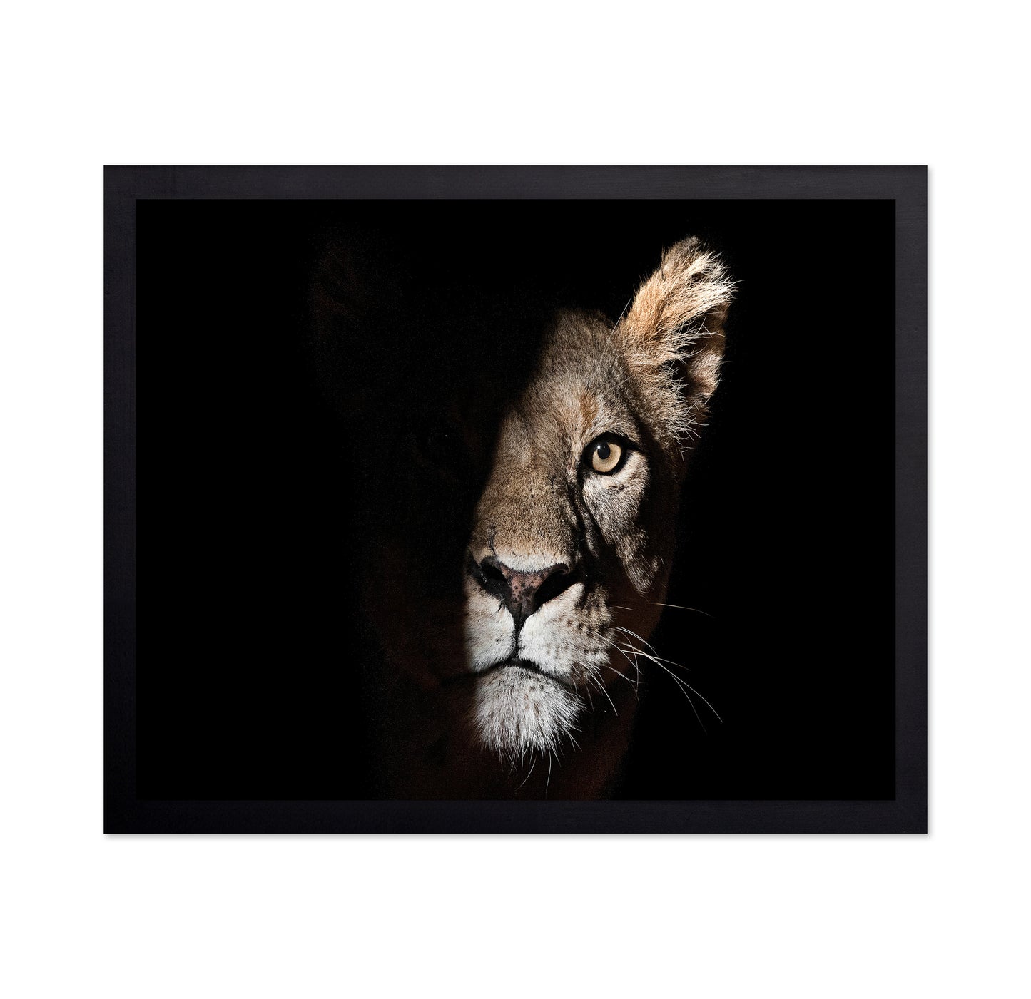 Lioness Coming Out Of The Darkness