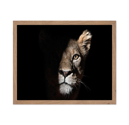 Lioness Coming Out Of The Darkness
