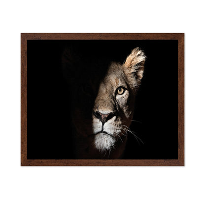 Lioness Coming Out Of The Darkness