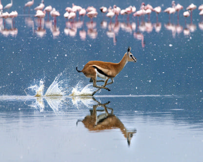 Thomson's Gazelle Sprinting Through Lake Nakuru