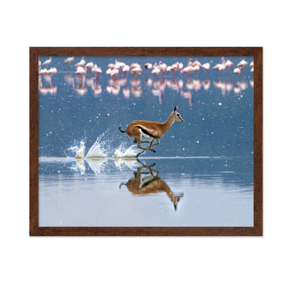 Thomson's Gazelle Sprinting Through Lake Nakuru
