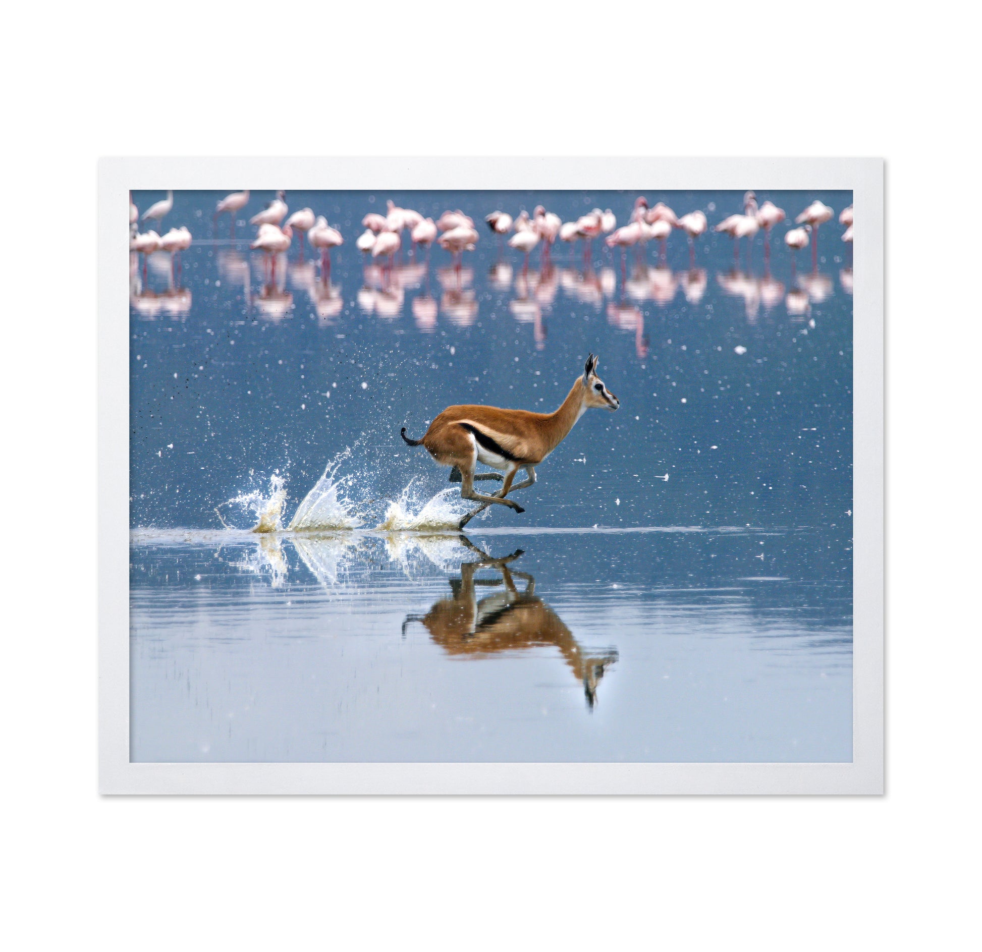 Thomson's Gazelle Sprinting Through Lake Nakuru