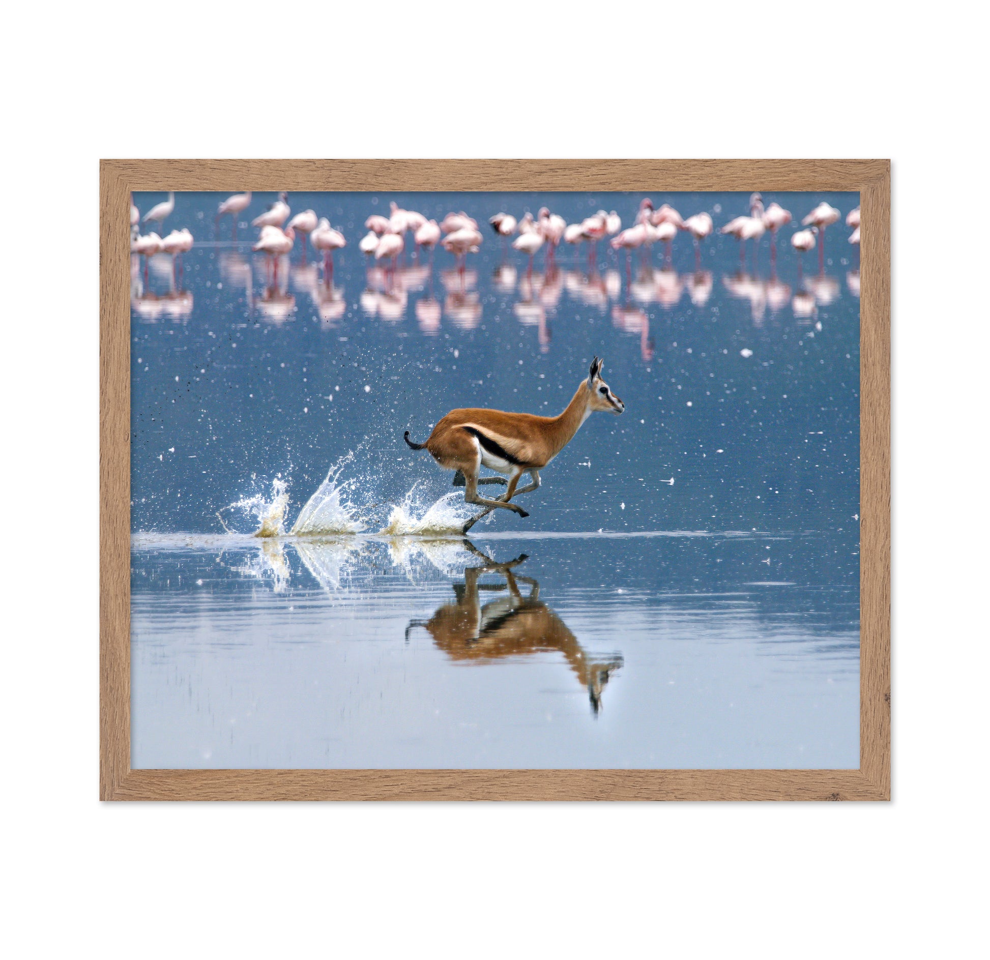 Thomson's Gazelle Sprinting Through Lake Nakuru
