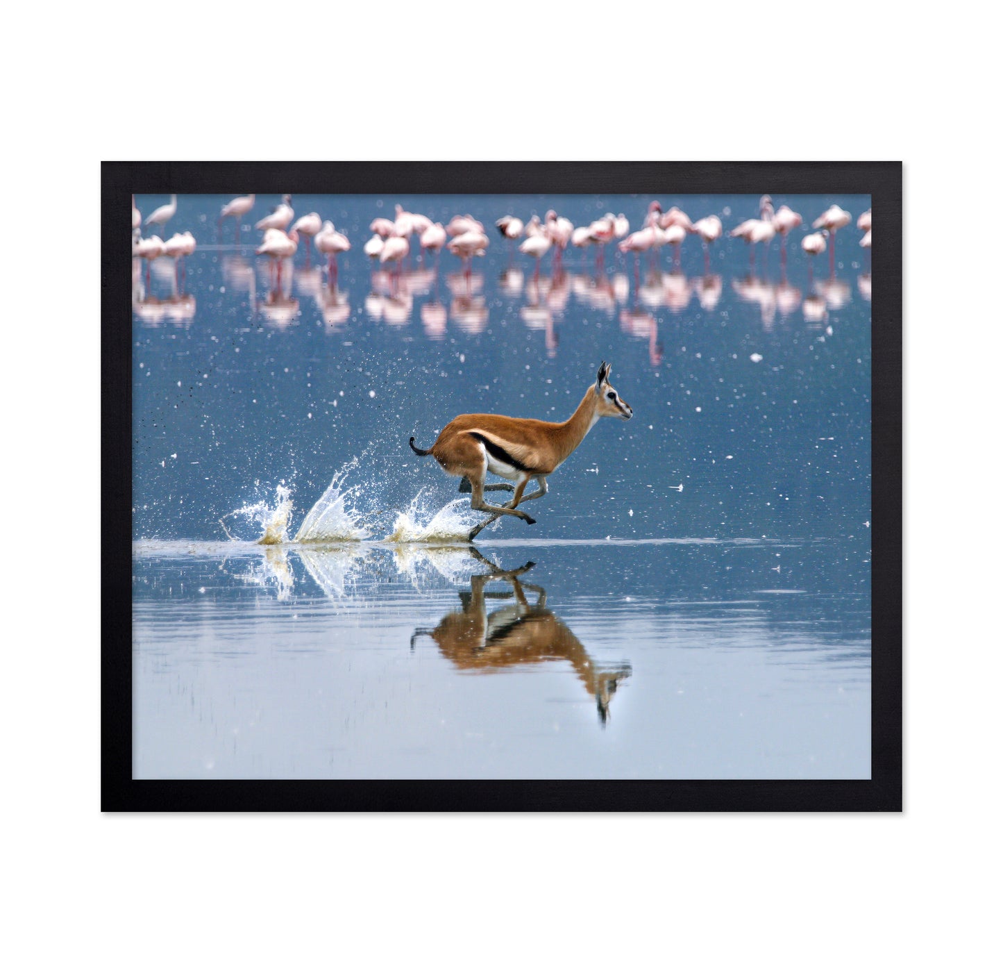 Thomson's Gazelle Sprinting Through Lake Nakuru