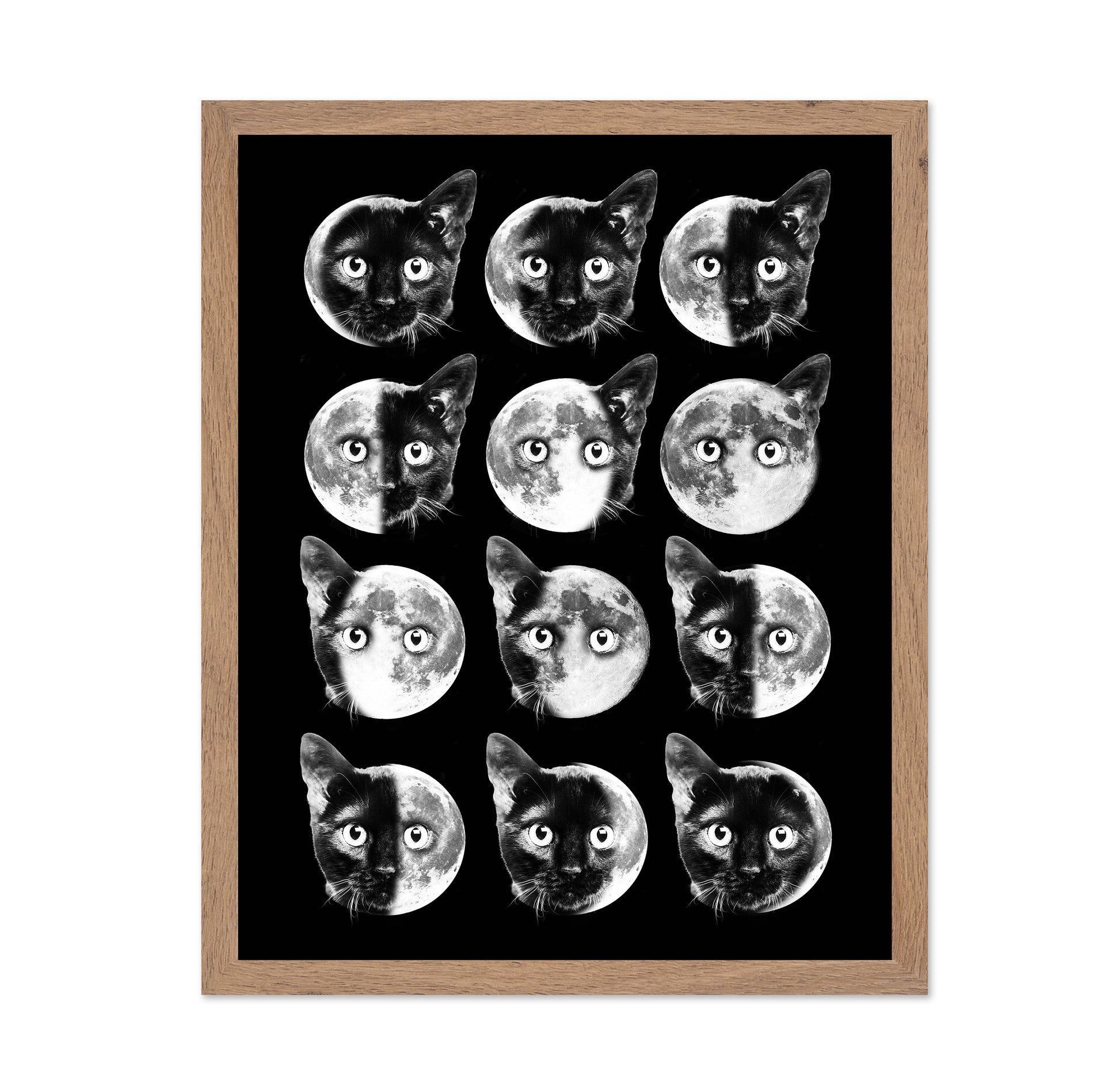 Cat Moon Phases