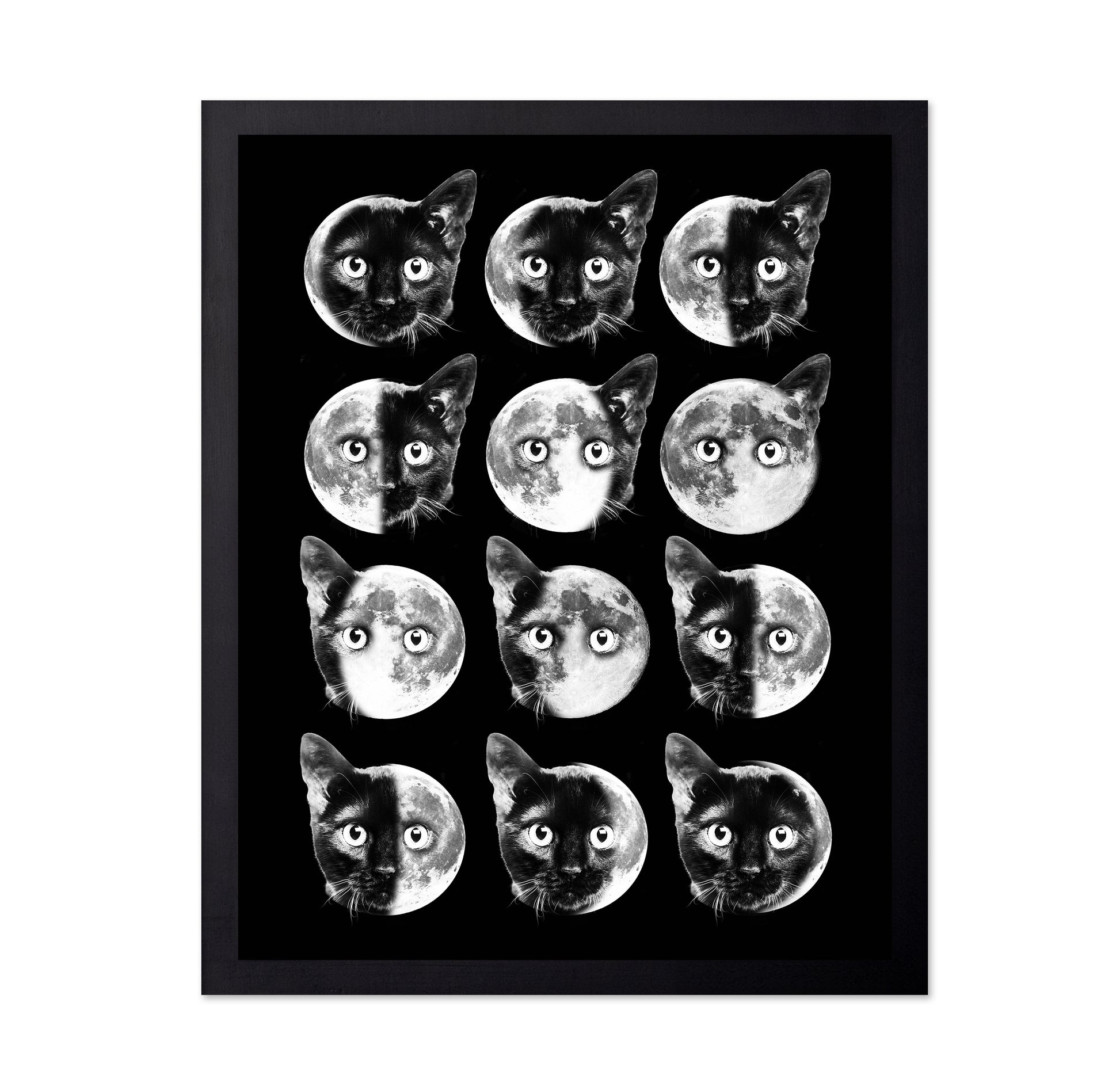Cat Moon Phases