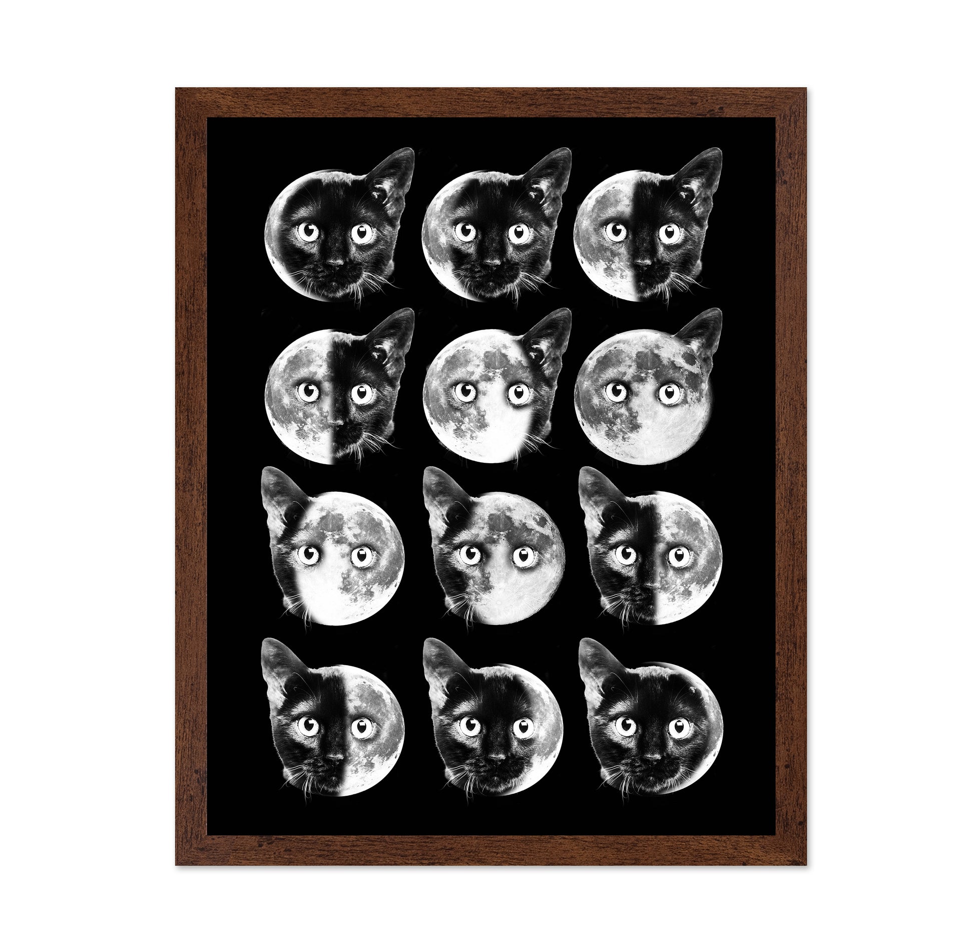 Cat Moon Phases