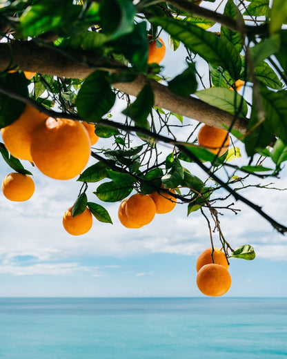 Amalfi Coast Oranges